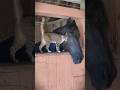 Cat And Horse Friends Funny Petsunited Funnypet Cute Funnyanimals Cat And Horse Friends Funny Petsunited Funnypet Cute Funnyanimals