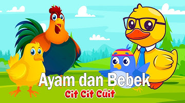 Lagu Anak Cit Cit Cuit - Lagu Ayam Jago dan Bebek - Lagu anak Indonesia