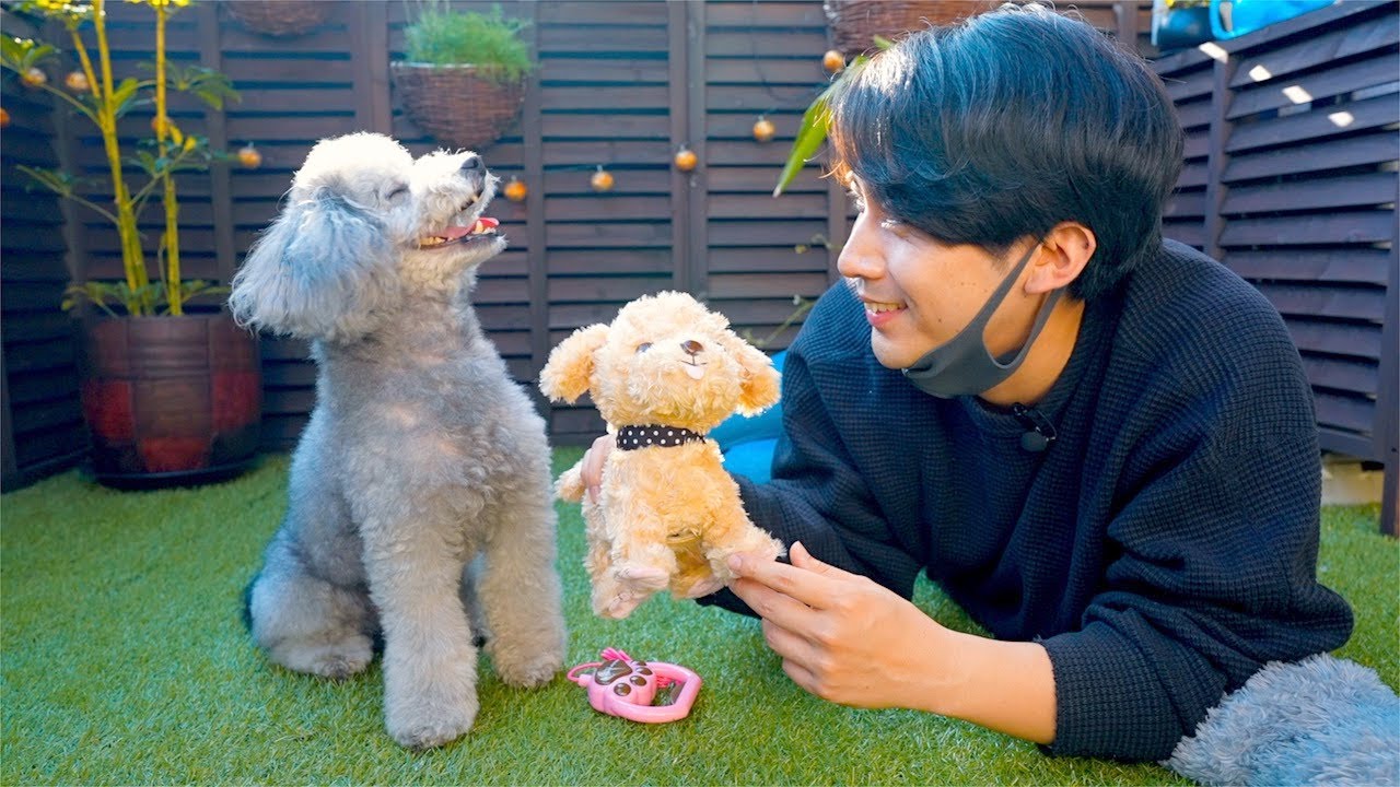 🐶When I gave a dog a moving dog toy, his reaction was too funny