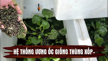 Hệ thống ương nuôi ốc giống thùng xốp đơn giản dễ làm