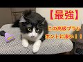 最強に抜ける猫用ブラシ【ファーミネーター】の実力だ！！猫道具レビュー