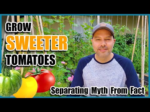 Video: How To Grow Sweet Tomatoes