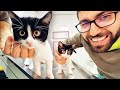 ÜCRETSİZ! online kedi sevme hizmeti