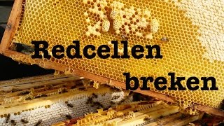 Redcellen Breken En Koninginnen Laten Inlopen