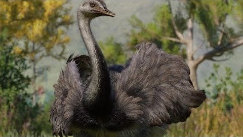 {PLANET ZOO} Greater Rhea Habitat Build