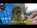 引き取ったタラポアンの可愛い特技とは？？ An adapted monkey is good at something