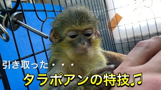 引き取ったタラポアンの可愛い特技とは An adapted monkey is good at something