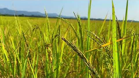 Beautiful Paddy Field And Birds and Insect are Singing Songs//@Videobyajoy