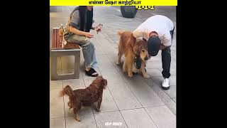 show kaatriyaa🤓funny dog🥴👀#comedy#funny#cat#dog #trending #shorts #funnyanimals