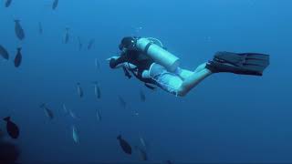 KARIHATAG SHOAL Scuba Diving PHILIPPINES by Nico Calo 2,649 views 4 years ago 53 seconds