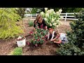 Planting a Butterfly Bush, Penstemon &amp; A Ton of Groundcover Veronica! 🌿🩷🌿 // Garden Answer