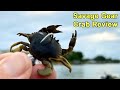  Savage Gear TPE 3D Crab Fishing Bait, 1 oz, Natural Peeler,  Durable TPE Composition, Fast Sinking, Lifelike Bouncing Action : Sports &  Outdoors