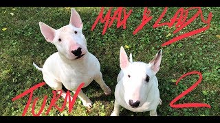 MAX AND LADY 2ND BIRTHDAY JULY 4 BULL TERRIERS