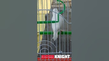 White Java Sparrow Singing ✨ #finches #javafinch #sparrow #singing