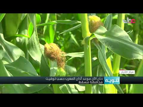 حصاد محصول الذرة في نيابة الروضة بمحافظة البريمي