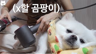 The dog got moldy in the long rainy season.:( by 나는 아재다 I'm AJE 16,086 views 3 years ago 3 minutes, 55 seconds