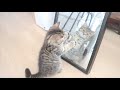 The battle of a munchkin kitten who first looked in the mirror
