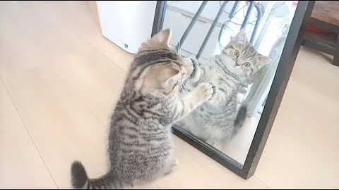 Video 1960361: munchkin kitten, munchkin cat, female munchkin, male munchkin, kitten first, cats dogs, cat old