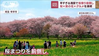 早すぎる満開で桜祭りに異変　地元商店街はやきもき「心臓に良くない」(2023年3月24日)