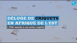 Criquets en Afrique de l'Est : l'ONU tire la sonnette d'alarme