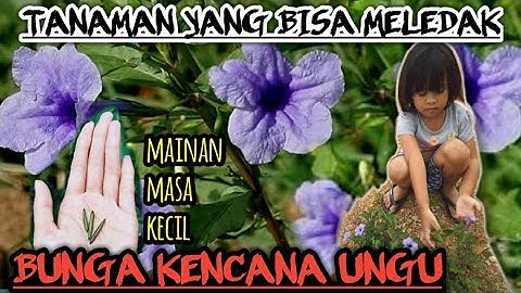 Bunga kencana ungu (Ruellia)  tanaman segudang manfaat yang bisa meledak diair