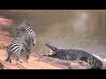 OMG: Crocodile rushes into the wild zebra attack