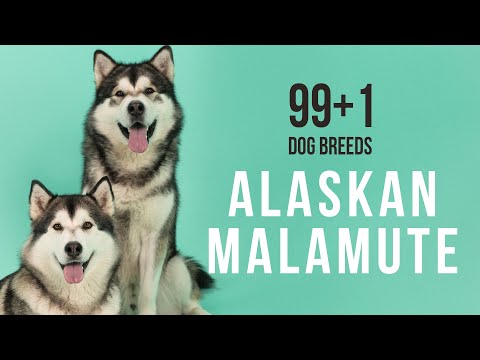 Video: Estonian hound and beagle: comparison of breeds, dog character, reviews