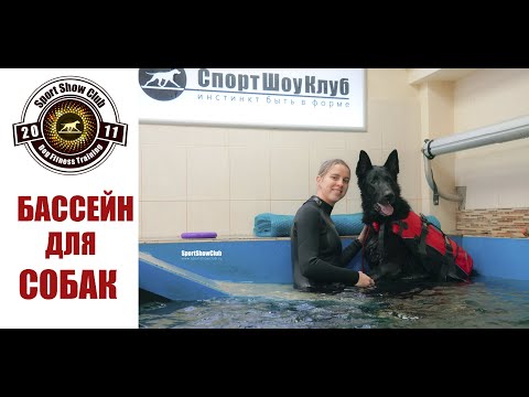БАССЕЙН ДЛЯ СОБАК / Canine hydrotherapy pool / #DogFitnessTraining