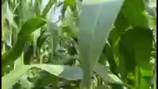 Agronomy Update: 8-14-25 Corn Foliar Disease 