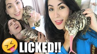 ARGENTINE BLACK AND WHITE TEGU | MONITOR LIZARD | CREATURE FEATURE