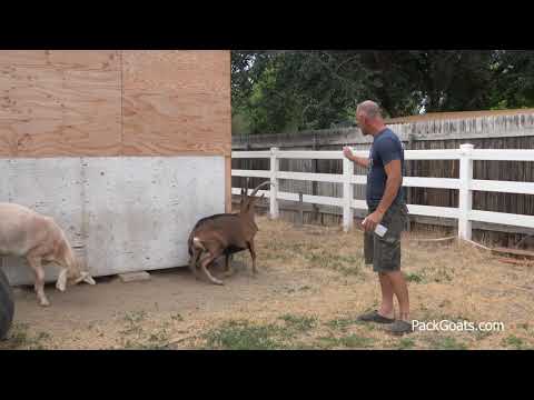 How to Train