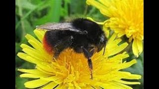 Red Tailed Bumblebee Rescue