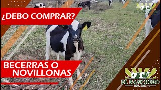 ¿Es mejor comprar becerras o novillonas?