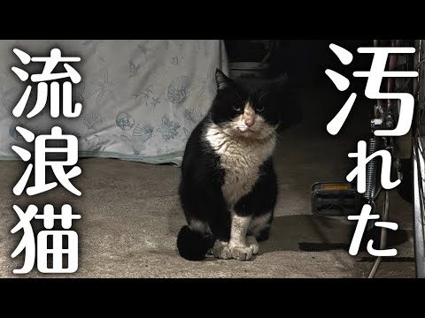 ボス猫がいなくなった河原に次々と流浪猫が辿り着く【地域猫】