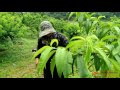 MIRIS Kerja Di Taiwan Jadi Tukang Kebun