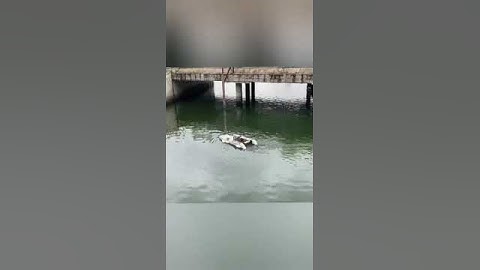 Clearbot Performing Surveillance