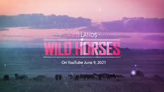 Wild Lands Wild Horses - June 9th Trailer by Wild Lands Wild Horses 17,535 views 2 years ago 1 minute, 1 second