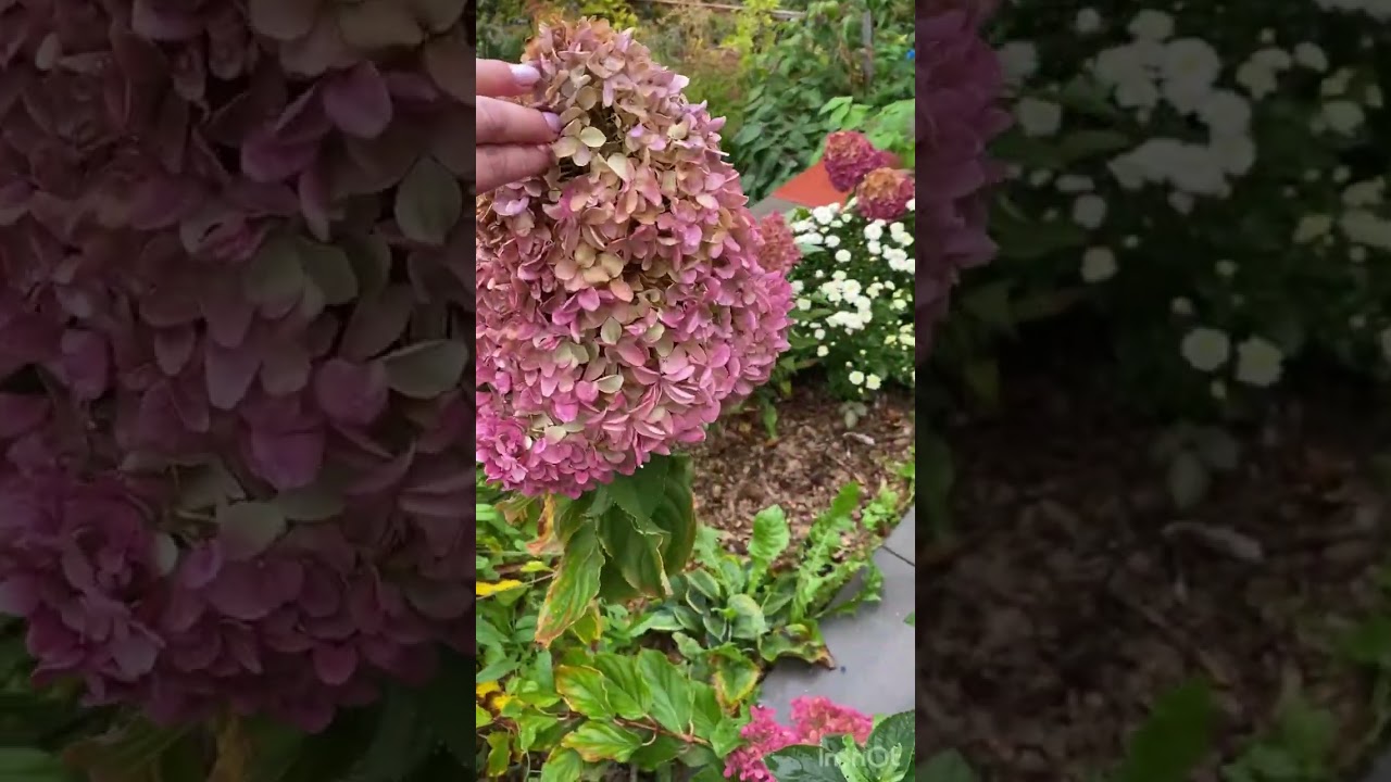 06.10.25 г. Гортензии в открытом грунте 🥰