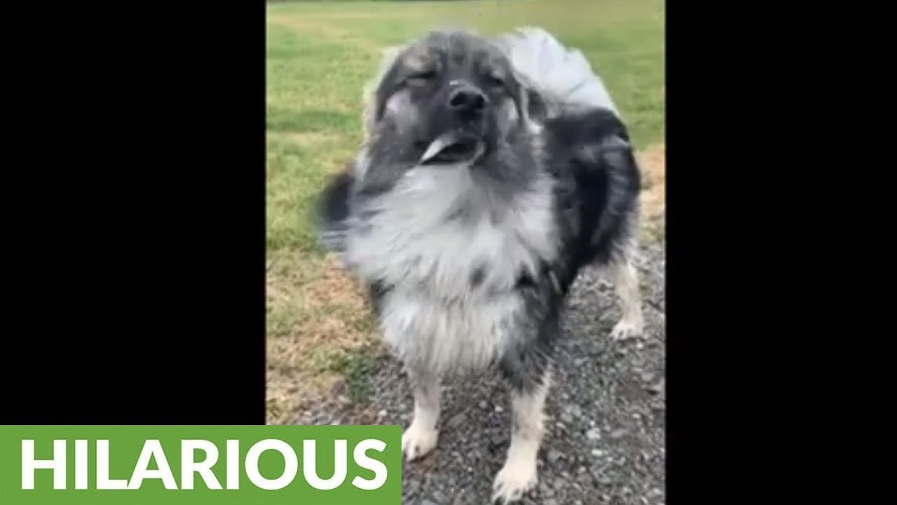videos for cats Overly-excited pup drools whenever he's at the dog park