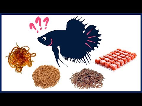 What Is the Best Food for Betta Fish?