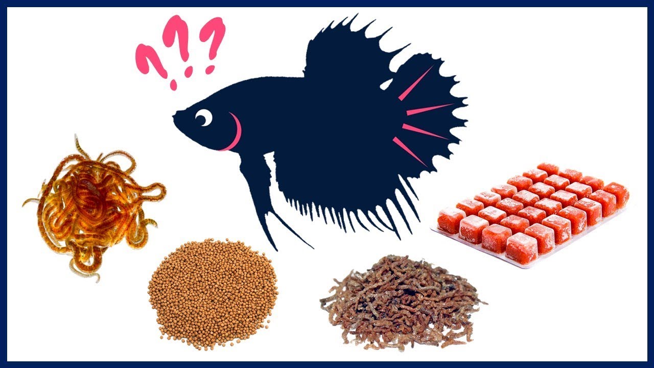 What Is the Best Food for Betta Fish 