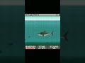 SHALLOW WATERS JAVA GAME 128X128 FROM FUGUMOBILE PLAYTHROUGH #javagames #shallowwaters