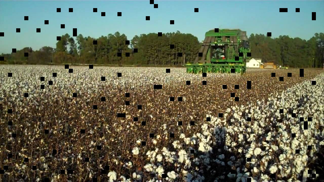Cotton Harvest YouTube
