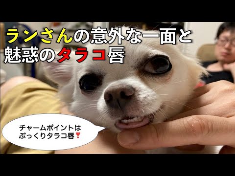 保護犬チワワのランさんの意外な一面と魅惑のタラコ唇 Youtube