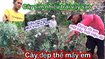 Đi Đào Sim Rừng về trồng nhiều trái -sialomu siavlogs