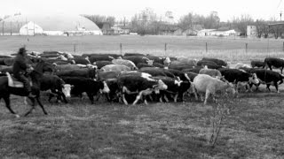 Rant Minimum Wage Jobs& Herding Calls