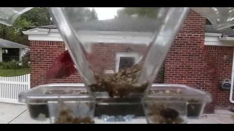 Birdfeeder Raspberry Pi Camera V2