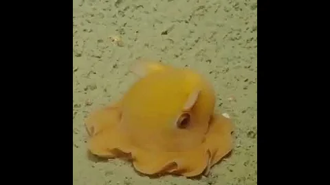 Shy octopus hides in its own tentacles #Shorts