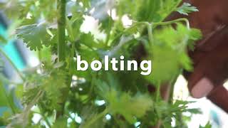 Vegetable Garden & How to harvest cilantro Vegetable Garden & How to harvest cilantro