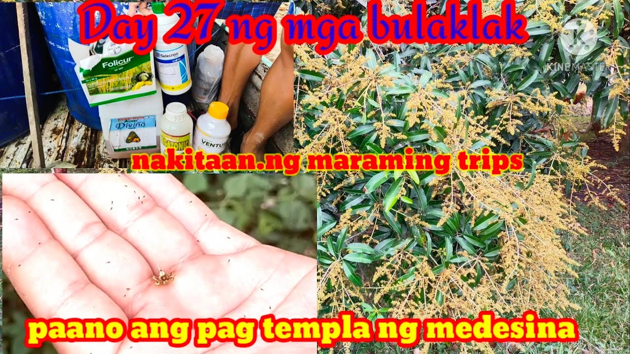 mga klase ng medesina Ang ginamit para sa trips sa day 27/28